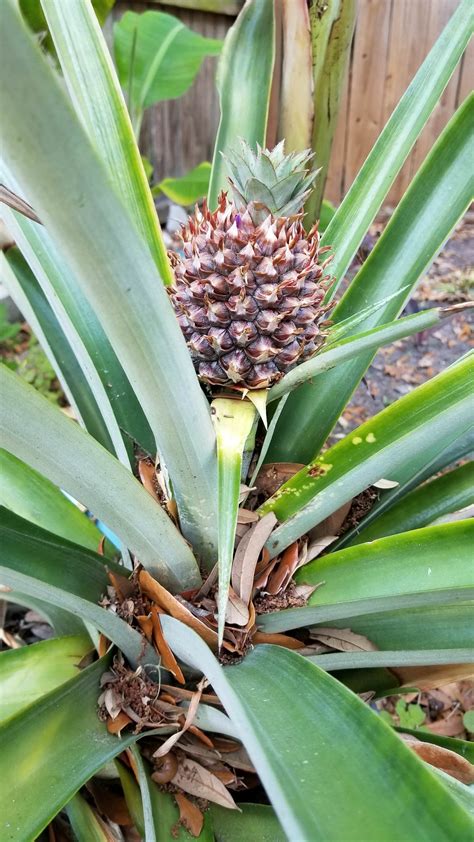 Finally Got My Pineapple Grew From Store Bought Pineapple It Took 2