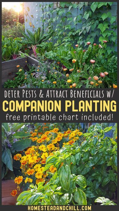 Companion Planting W Garden Companion Planting Chart Homestead