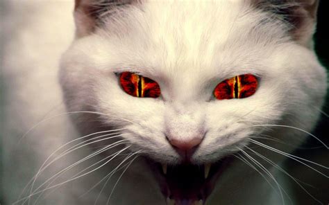 Evil Cat Wallpapers Top Free Evil Cat Backgrounds Wallpaperaccess