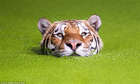 Siberian Tiger Wades Through Algae While Trying To Cool