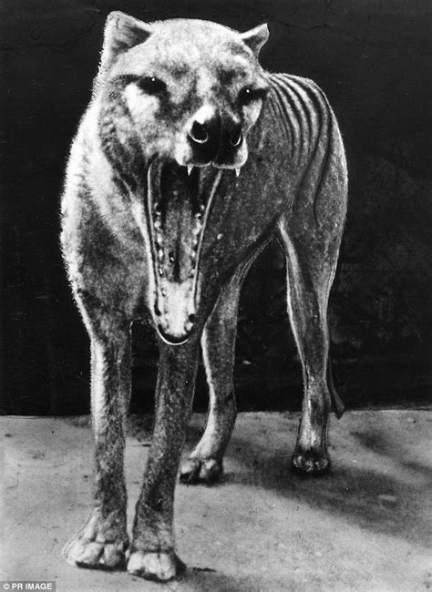 Did A Melbourne Woman Photograph A Live Tasmanian Tiger In 1964