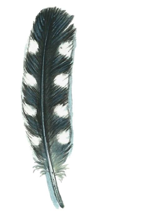 How To Identify Common Feathers Discover Wildlife In 2020 Feather