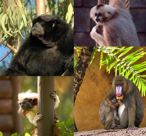 Wildlife Wednesday Celebrate Primate Day Baby Gorillas