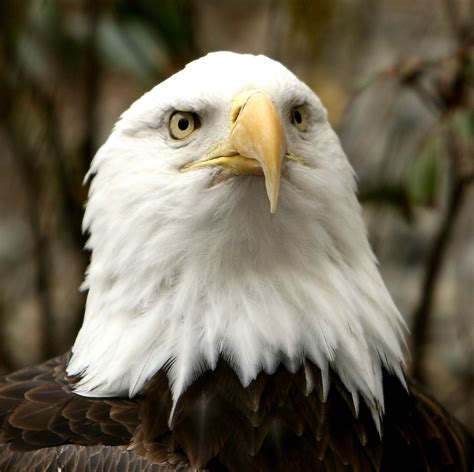 Facts About National Bird Of United States Of America Usa — Steemit