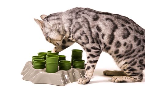 Welcome to food puzzles for cats, a one stop resource for information about feeding your cat using foraging toys! 5 Ways Food Puzzles Can Improve Your Cat's Health