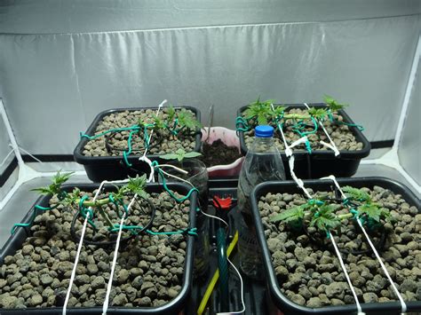 Galerie des Variétés: The Church (Green House Seeds) PIC