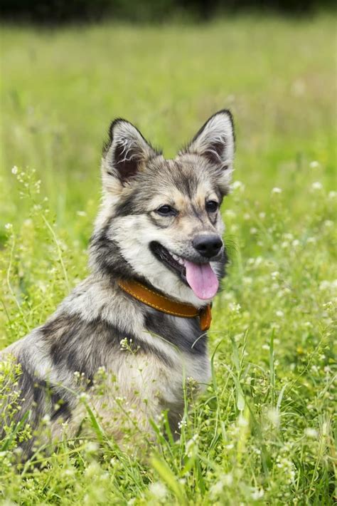 The Swedish Vallhund Whats So Special About This Dog Breed