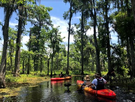The 11 Best Swamp Tours In New Orleans Travel Us News