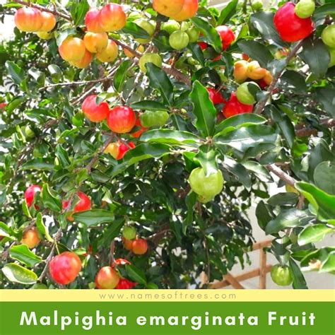 Characteristics Of Barbados Cherry Tree Malpighia Emarginata In The