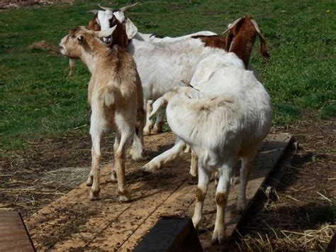 Goats Gone Wild Police Nab Herd On The Lam