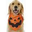 The 15 Best Simple Dog Costumes For Dogs Who Hate Halloween