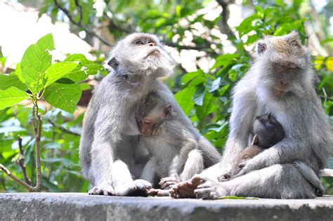 Ubud Monkey Forest In Bali Sanctuary Of Grey Macaques In Ubud Go Guides