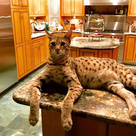 15 Pics That Are More Fascinating Than They Seem Domestic Cat Breeds