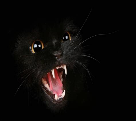 Angry Cat Wallpapers Wallpaper Cave