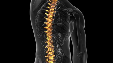 Search, discover and share your favorite back bones gifs. backbone. backache. science anatomy scan of human spine bones glowing with yellow Motion ...