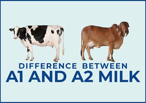 What Is The Difference Between A1 And A2 Milk Desi Cow Milk Mrmilk