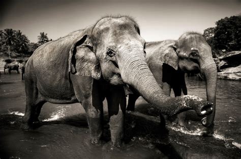 Free Photo Sri Lankan Elephants