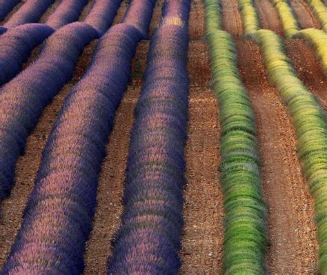 Lavender Provence Bing Wallpaper Download
