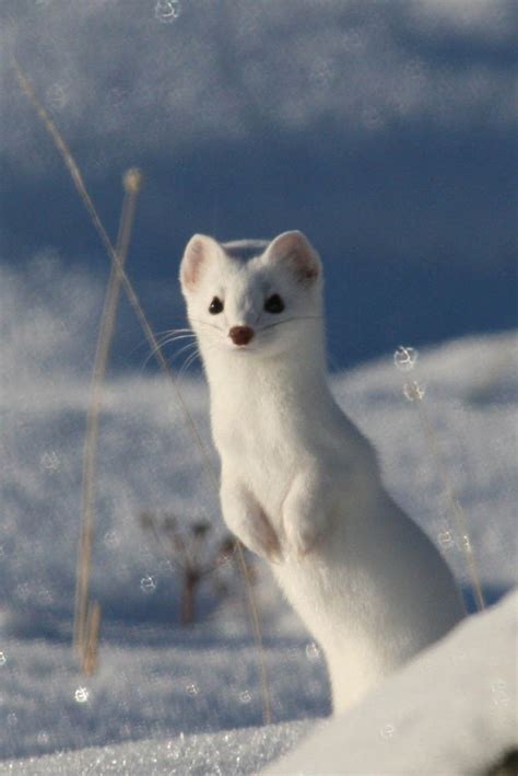 I Present To You A White Ermine Weasel 美しい動物 かわいい動物の赤ちゃん 可愛すぎる動物