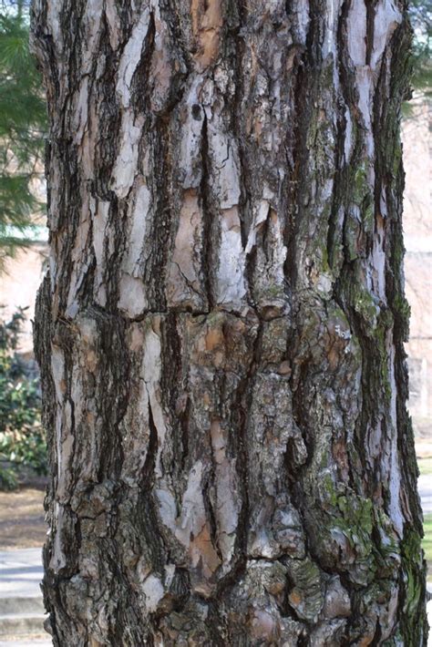Bioimages Tree Eastern White Pine Tree Bark