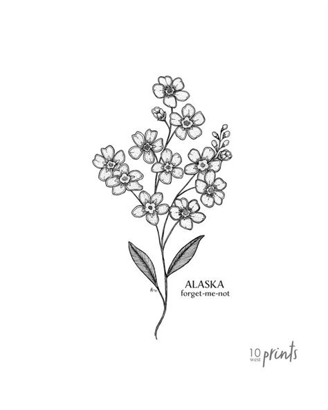 Alaska Forget Me Not Ink Illustration Alaska State Flower Drawing