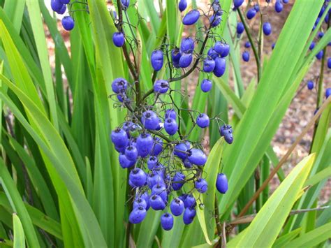 Dianella Tasmanica Oz Trees Native Plant Nursery