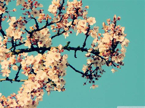 Cherry Blossom Vintage Wallpapers Top Free Cherry Blossom Vintage