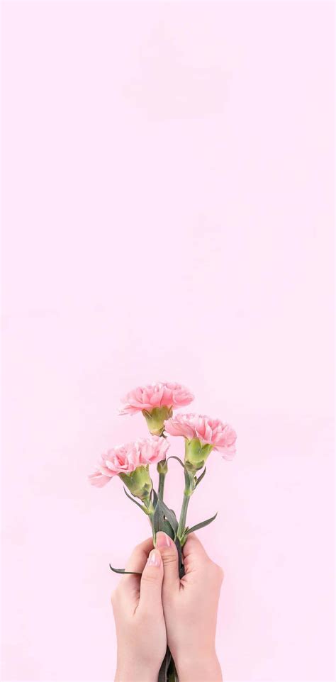 Free Aesthetic Baby Pink Wallpaper Downloads 100 Aesthetic Baby