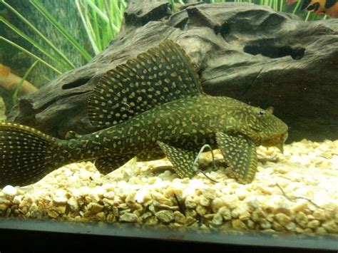 Gold Spot Pleco Plecostomus Lizard Fish