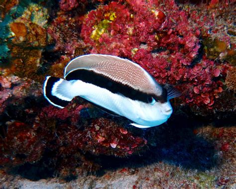 Fish Species Unique To Hawaii Dominate Deep Coral Reefs Of The