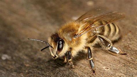 Weird Species Of Honey Bee Found In India Lifeberrys Com