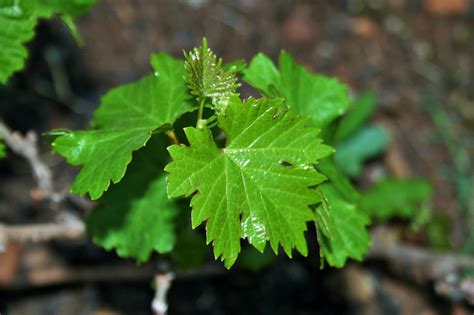 New Grape Vine Leaves Free Stock Photo Public Domain Pictures