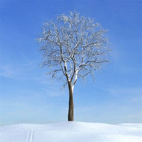 3d Model Winter Tree Cgtrader