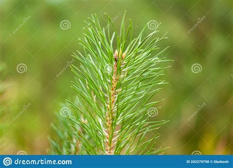 Pine Green Branch Stock Photo Image Of Beautiful Icon 202279798
