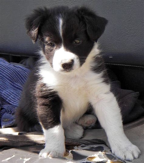 Brooklyn the border collie puppy. Herding Puppies Pictures
