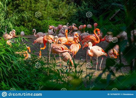 Pink Flamingos Close Up Standing Around Green Trees And Bushes In