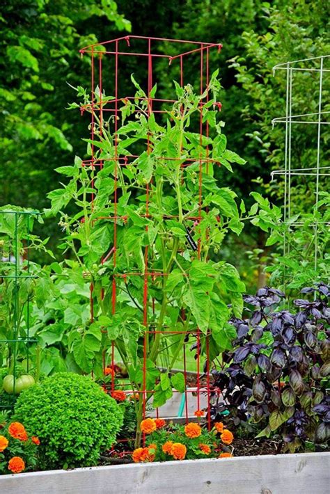 12 Best Trellis For Cucumber In Raised Beds Slick Garden Diy Garden