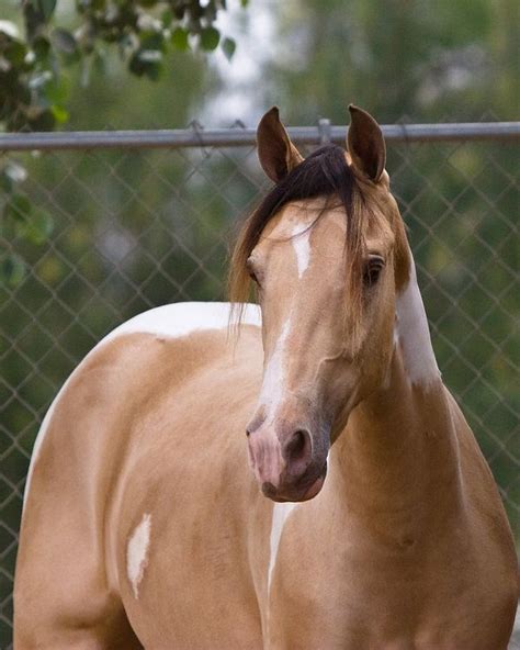 Pin On Horses