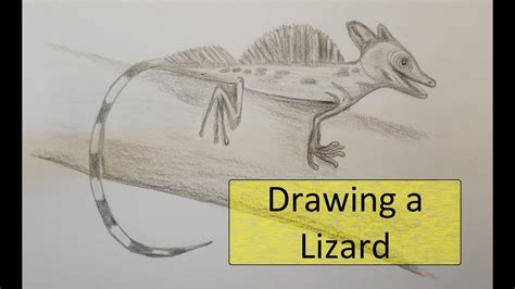 How To Draw A Basilisk Lizard Pencil Drawing For Beginners Youtube