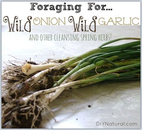 From Wild Onion And Wild Garlic To Chickweed And Plantain Foraging