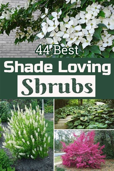 44 Best Shade Loving Shrubs In 2020 Shade Loving Shrubs Best Shrubs