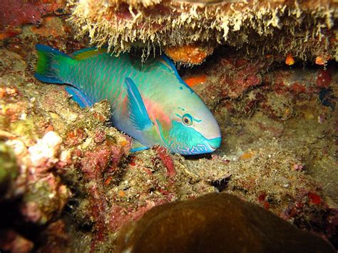 เมาคลีลูกหมาป่า + ปีเตอร์ แพน | นิทานสำหรับเด็ก. Bloggang.com : *Cookies* : Flying gurnard