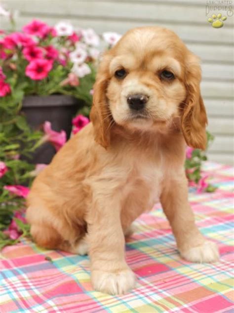 It's also free to list your available puppies and litters on our site. #CockerSpaniel #Cocker #Spaniel #Charming # ...
