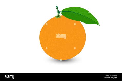 Orange Vector With Leaves Isolated On White Background Vector Fruit