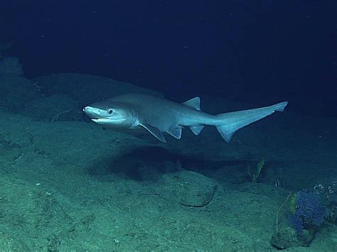 A Bluntnose Sixgill Shark Enjoying Life Rthedepthsbelow