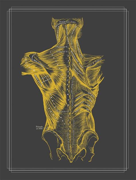 Grays Anatomy Muscles Of The Chest Massage Room Poster Anatomy Chart Yellow On Gray Art Deco