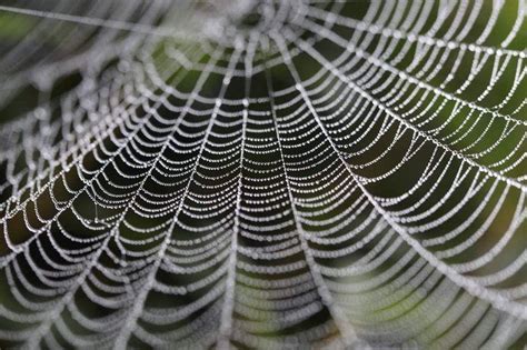 15 Examples Of Maths Patterns In Nature That Will Stun You Mobygeek