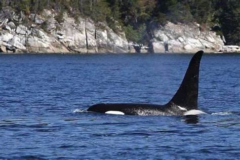 Orca Killer Whale Johnstone Strait British Colombia