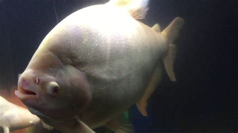 Giant Albino Pacu Fish Profile Youtube