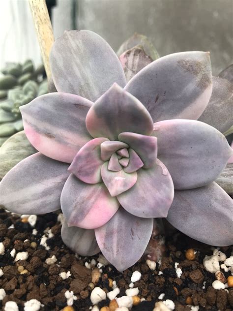 C Mo Cuidar La Graptopetalum Superbum Consejos Y Tips